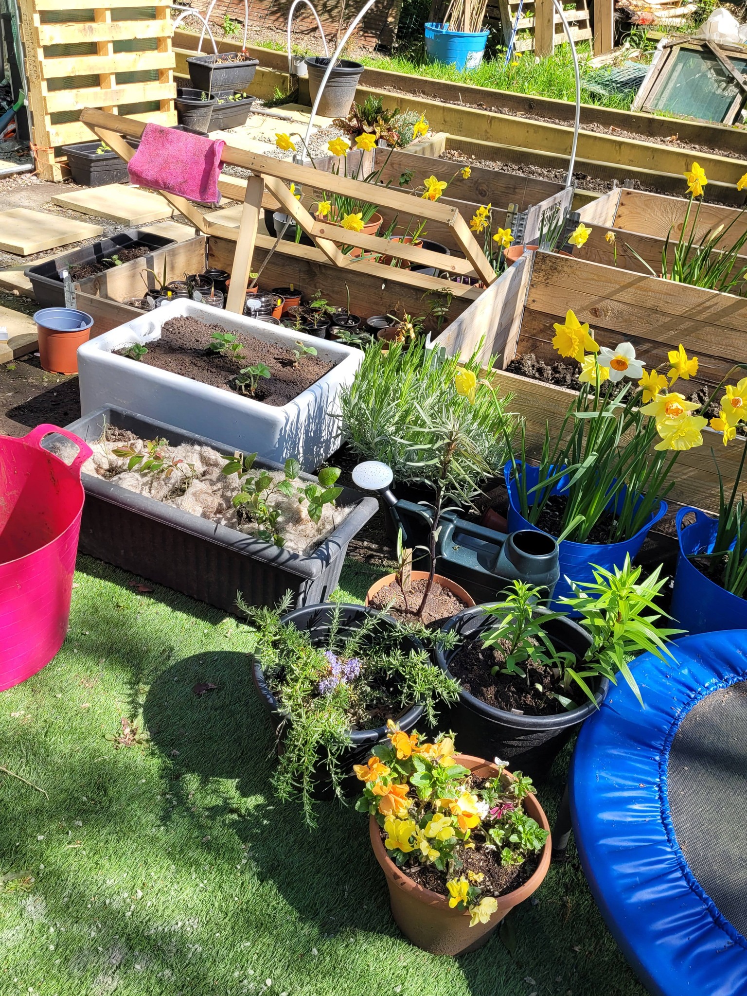 A photo of a variety of flowers and plants, in plastic tubs, a Belfast sink, raised beds with wooden surrounds. 