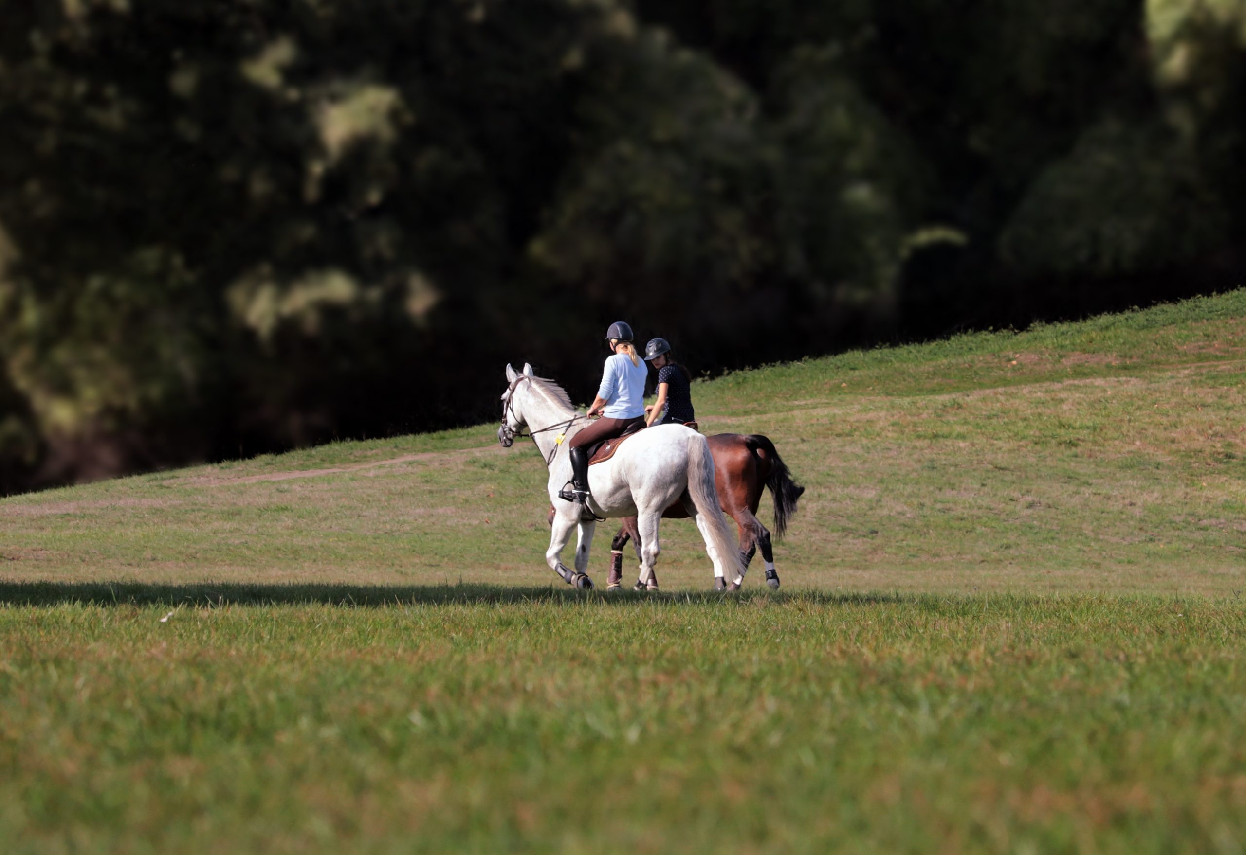A distant shot of two horses with riders on a grassy surface with trees behind. One horse is brown, the other white. The most visible rider is in a light blue top, dark trousers, and wearing a hard hat.